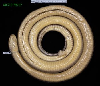 Media type: image;   Herpetology R-79767 Description: Specimen photo;  Aspect: whole body ventral